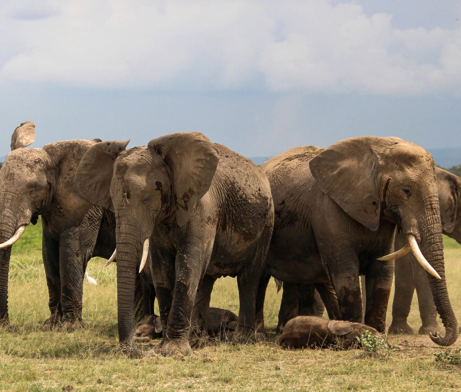 Elephants beneath Kilimanjaro, Amboseli