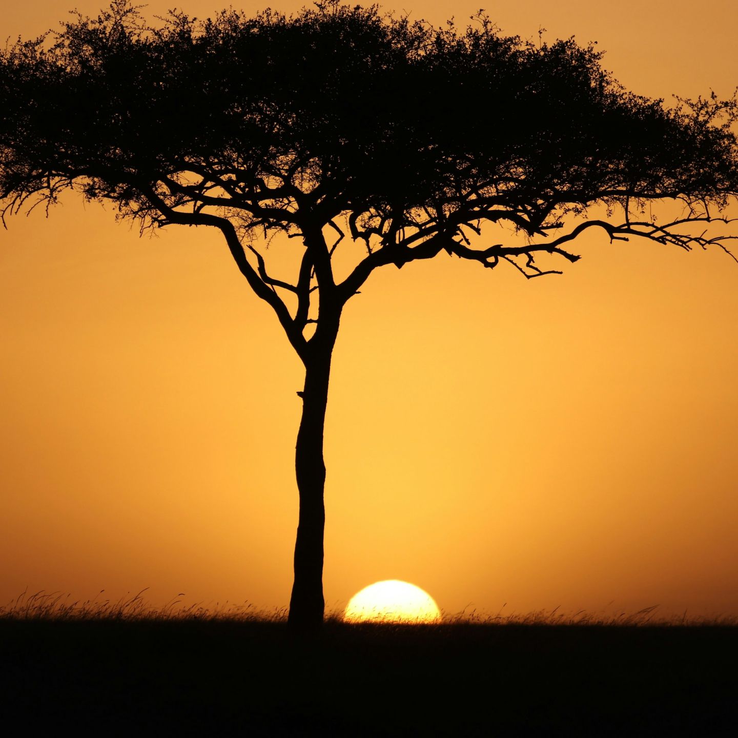 An acacia against the setting sun