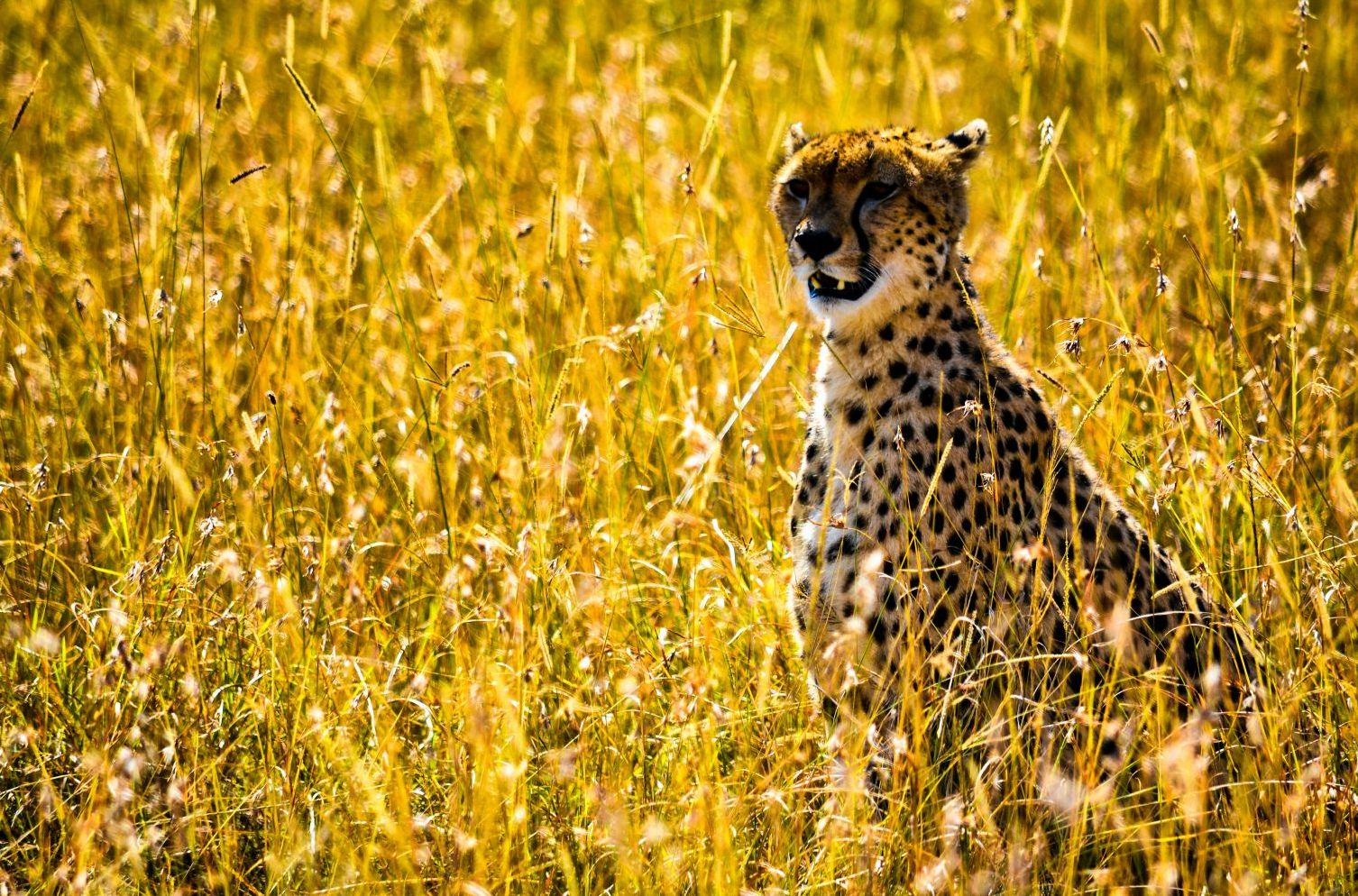 A cheetah sitting in the long grass, Maasai Mara