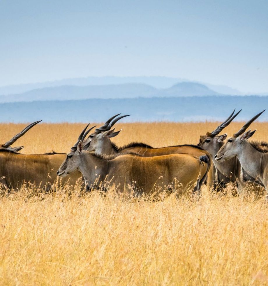 Eland in the long grass