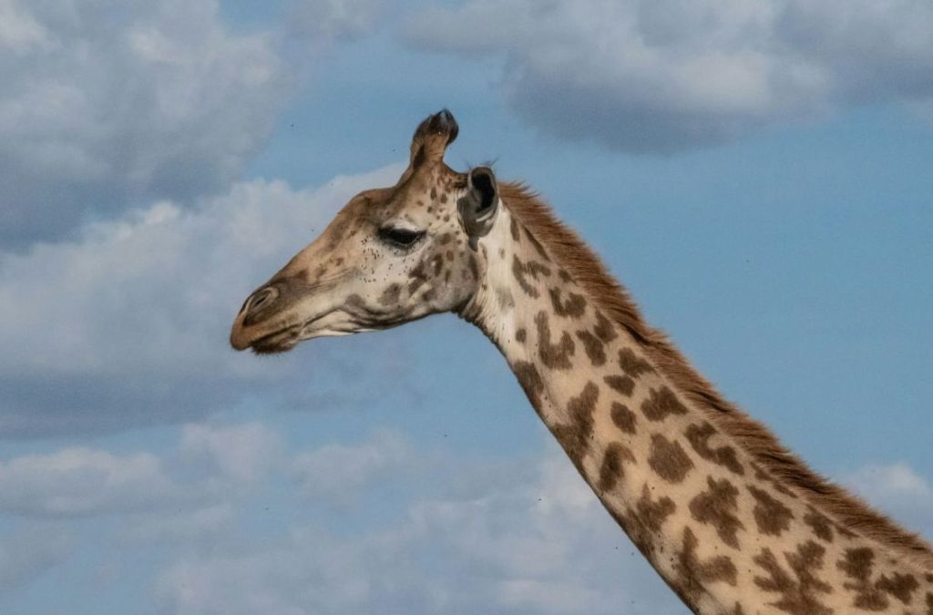 A giraffe in the Maasai Mara