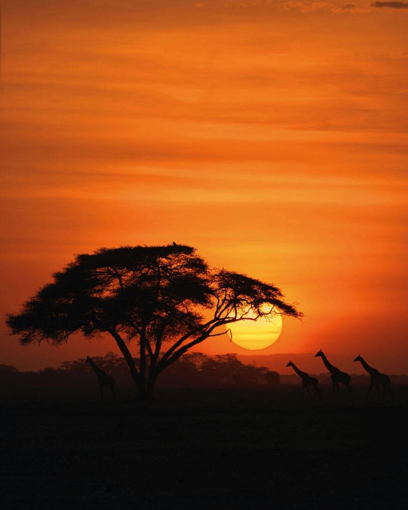 Giraffes under an acacia at sunset