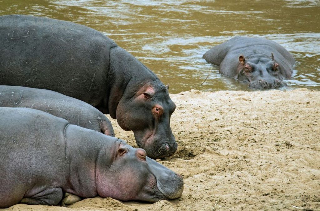 Hippos along the Mara River