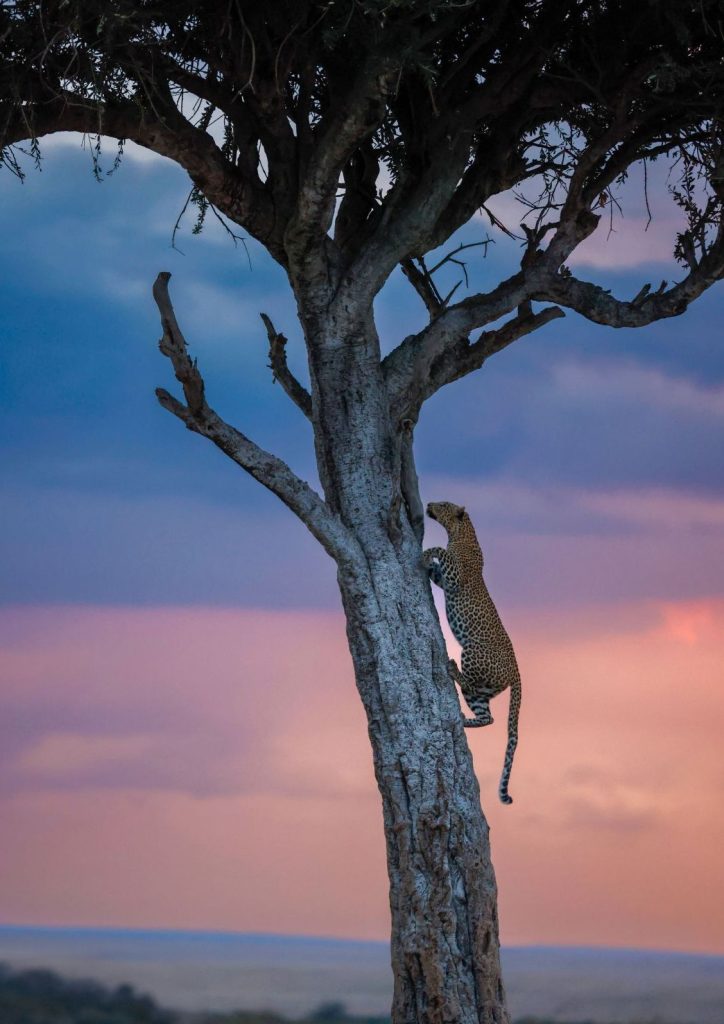 A leopard climbs a tree at sunset, Maasai Mara