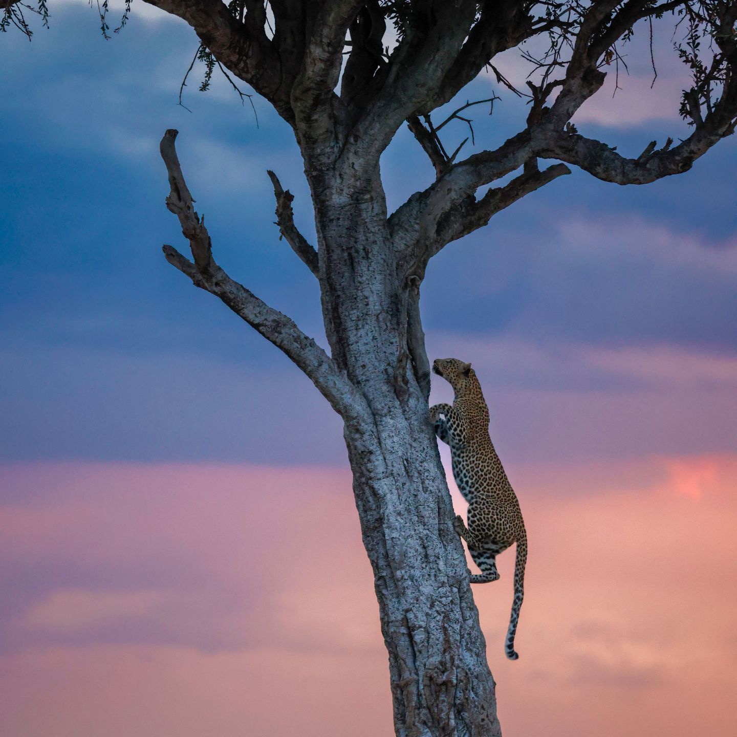 A leopard climbs a tree at sunset in Maasai Mara