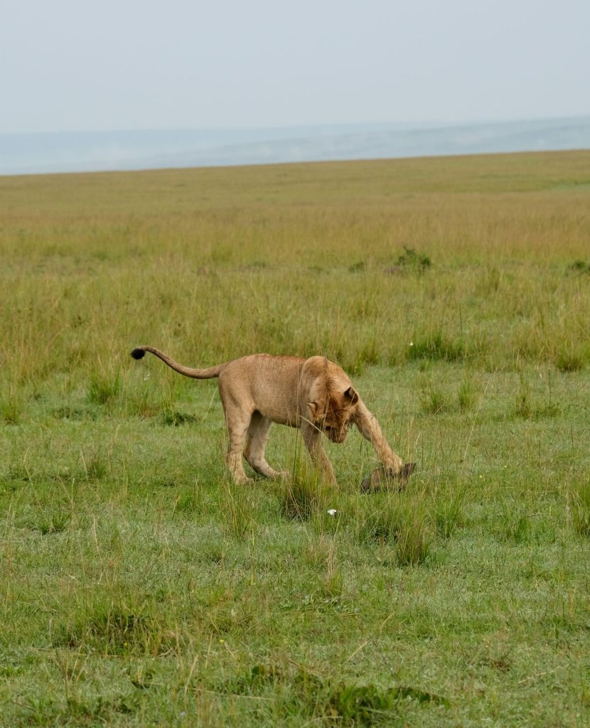 A lion moving through the grass, Maasai Mara