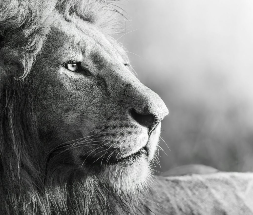 A lion in monochrome, Maasai Mara