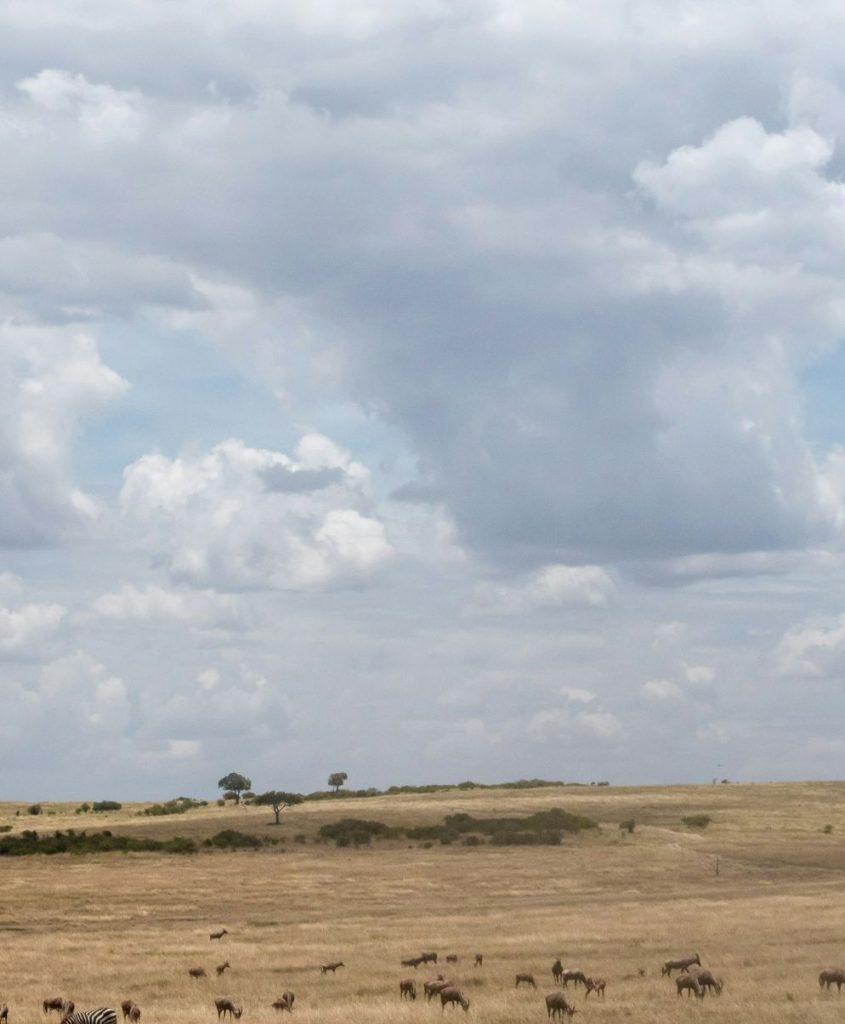 The open plains of the Maasai Mara