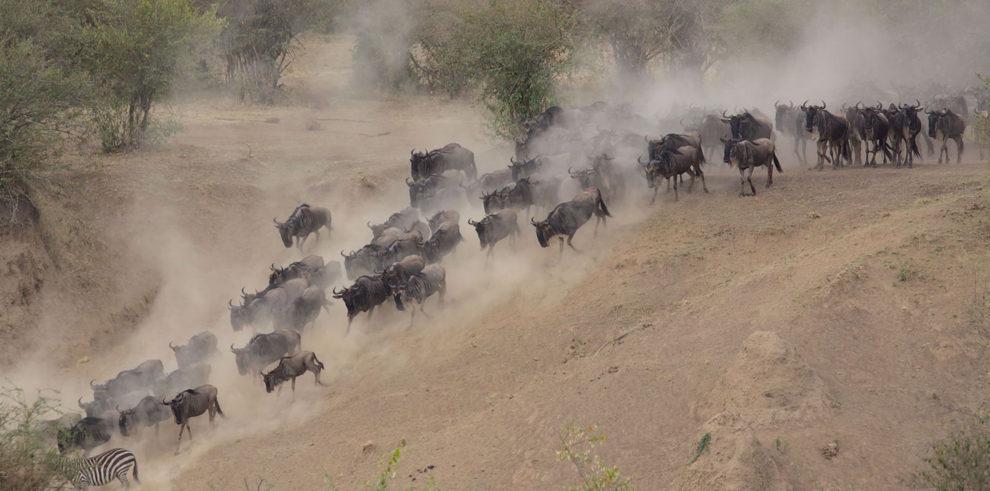 Wildebeest, Narok County