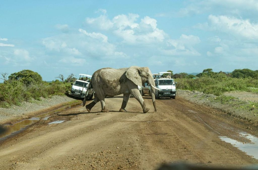 An elephant crosses a road between safari vehicles