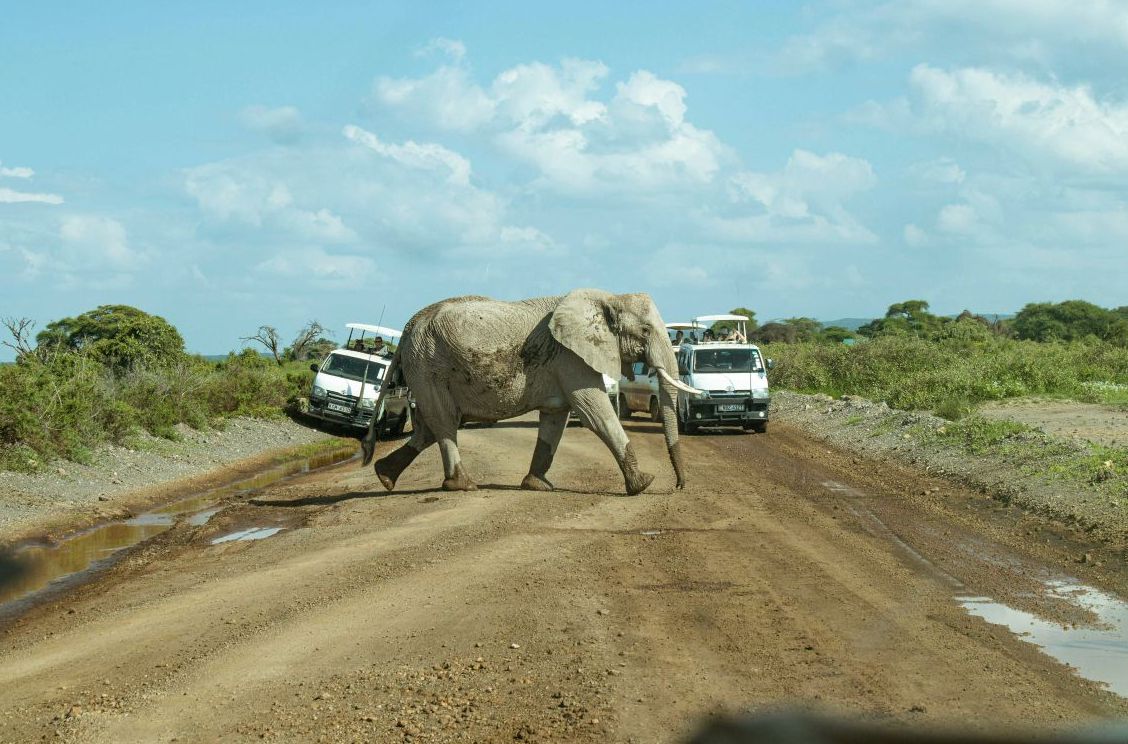 An elephant crosses a road between safari vehicles