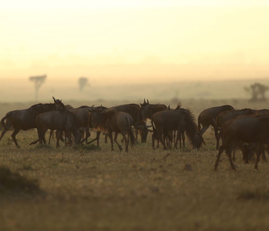 Wildebeest grazing in the dawn haze